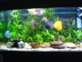 /album/fotogaleria/discus-aquarium-5-jpg/