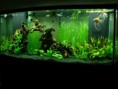 /album/fotogaleria/tank2-jpg/