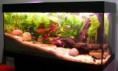 /album/fotogaleria/tropicalfish-jpg/